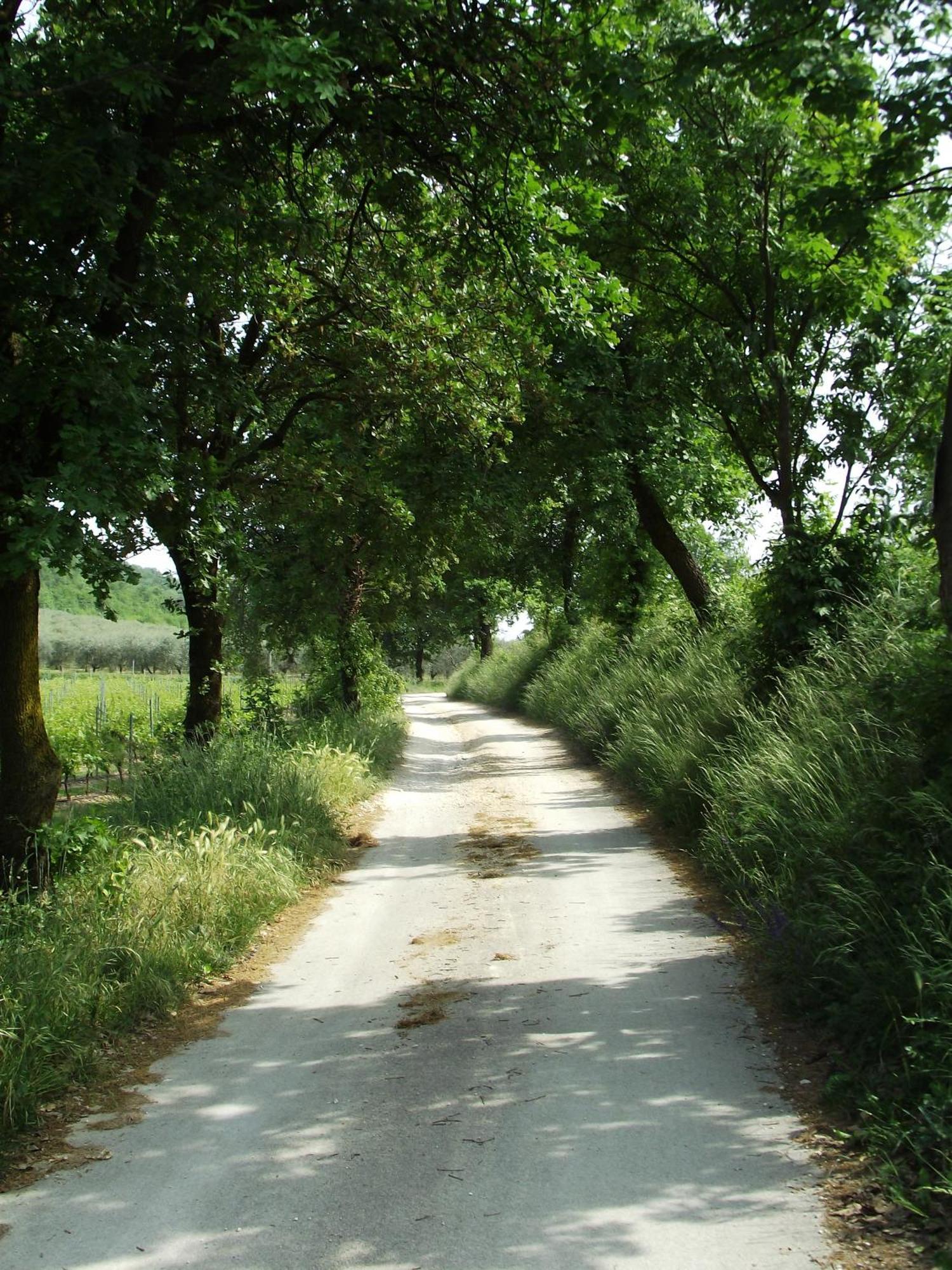 Agriturismo Ca' Castellani Bardolino Eksteriør bilde