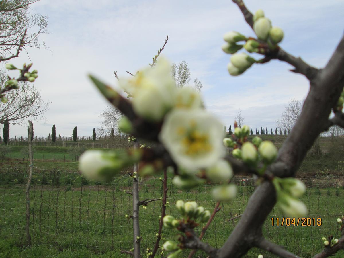 Agriturismo Ca' Castellani Bardolino Eksteriør bilde